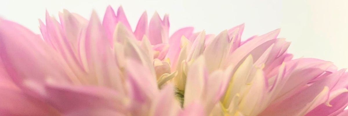 Ainessについて知る